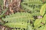 Lousewort